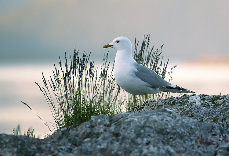 photo "*" tags: nature, wild animals