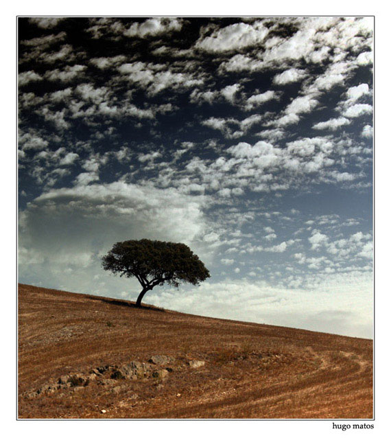 photo "Alentejo" tags: landscape, summer