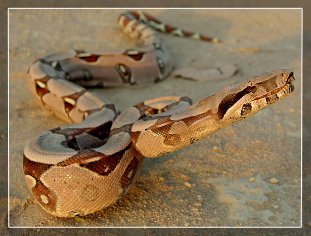 photo "Boa constrictor" tags: nature, wild animals