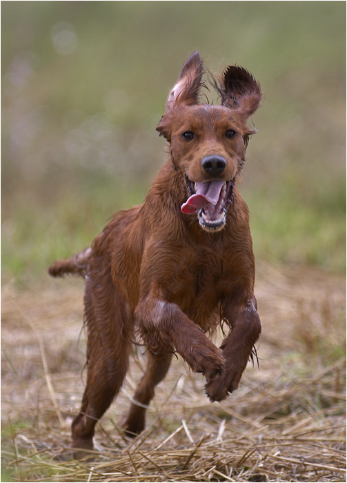 photo "Irish Rush" tags: nature, reporting, pets/farm animals