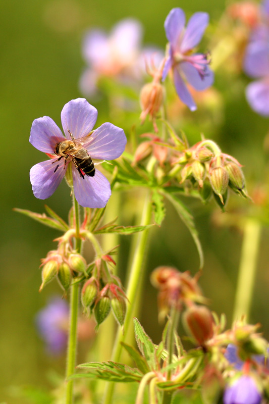 photo "Behind nectar" tags: nature, insect