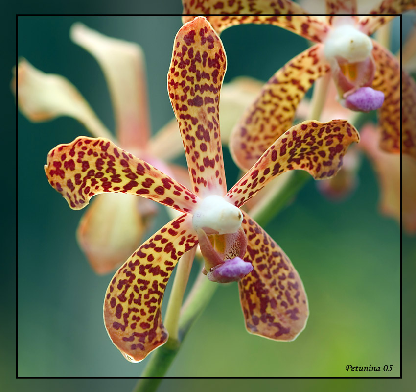 фото "Orchid garden" метки: природа, макро и крупный план, цветы