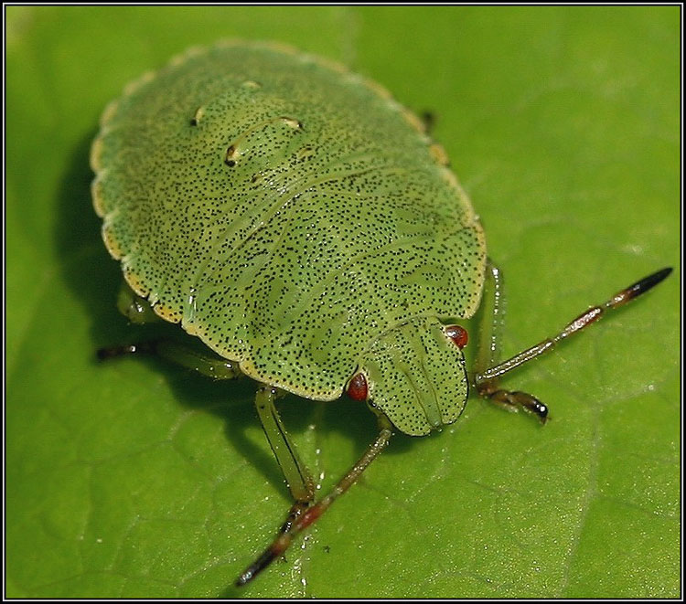 photo "Green" tags: macro and close-up, nature, insect