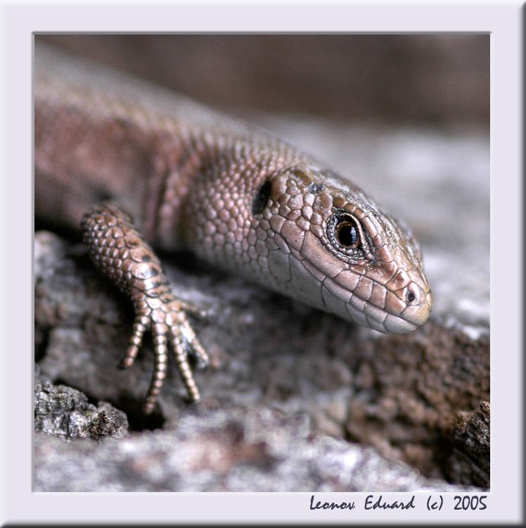 photo "Lizard" tags: macro and close-up, 