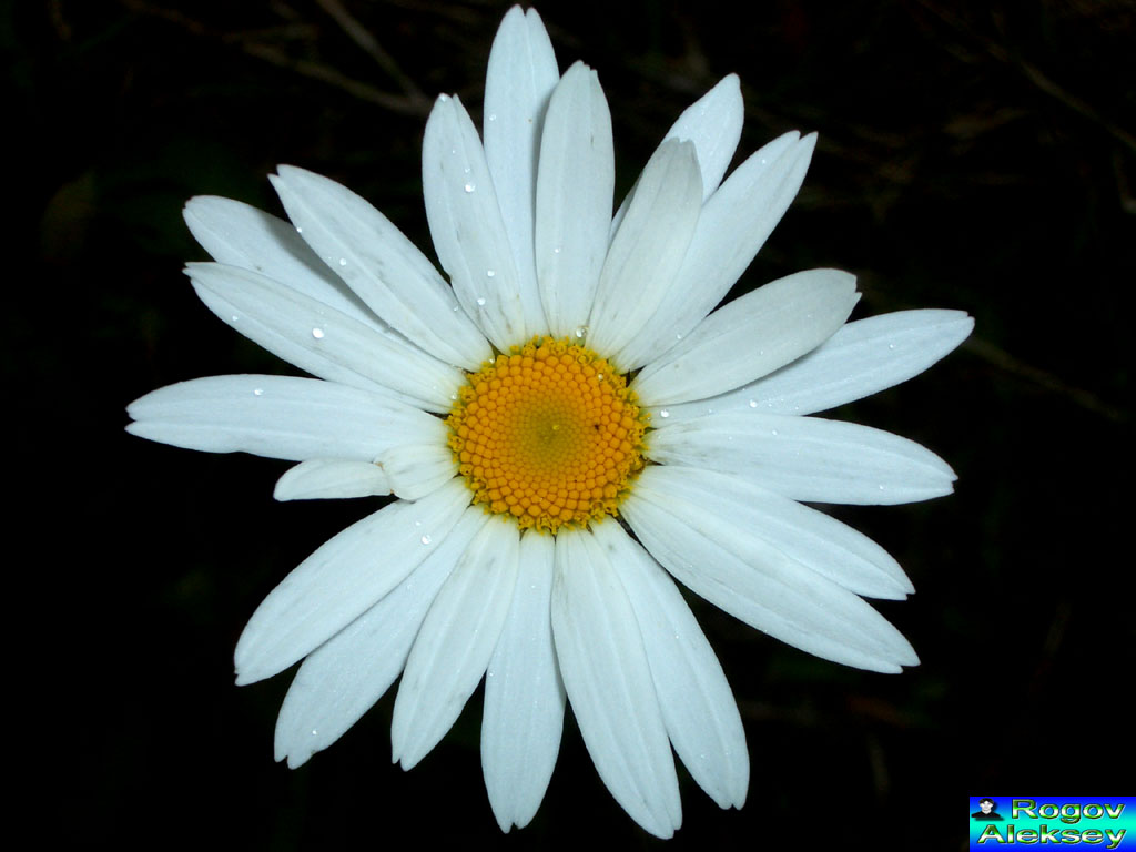 фото "Цветок_2" метки: природа, цветы