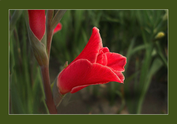 photo "I want in school! Or in college?" tags: nature, flowers