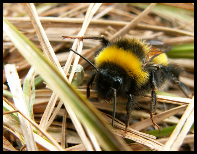 photo "the bee" tags: nature, insect