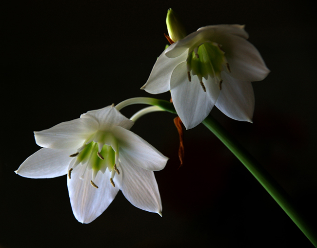 photo "=2=" tags: nature, macro and close-up, flowers