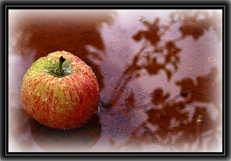 фото "яблоко от яблони..." метки: натюрморт, природа, цветы
