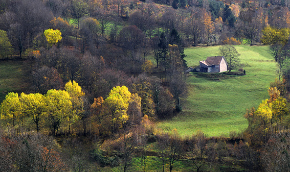 photo "Vosges" tags: landscape, forest