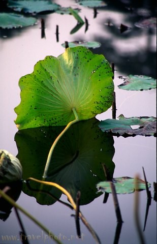 photo "Lotos Leaf" tags: travel, nature, Asia, flowers