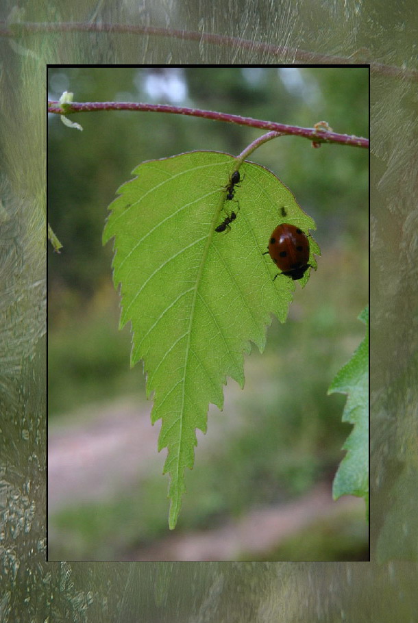 photo "From a life of insects" tags: nature, insect