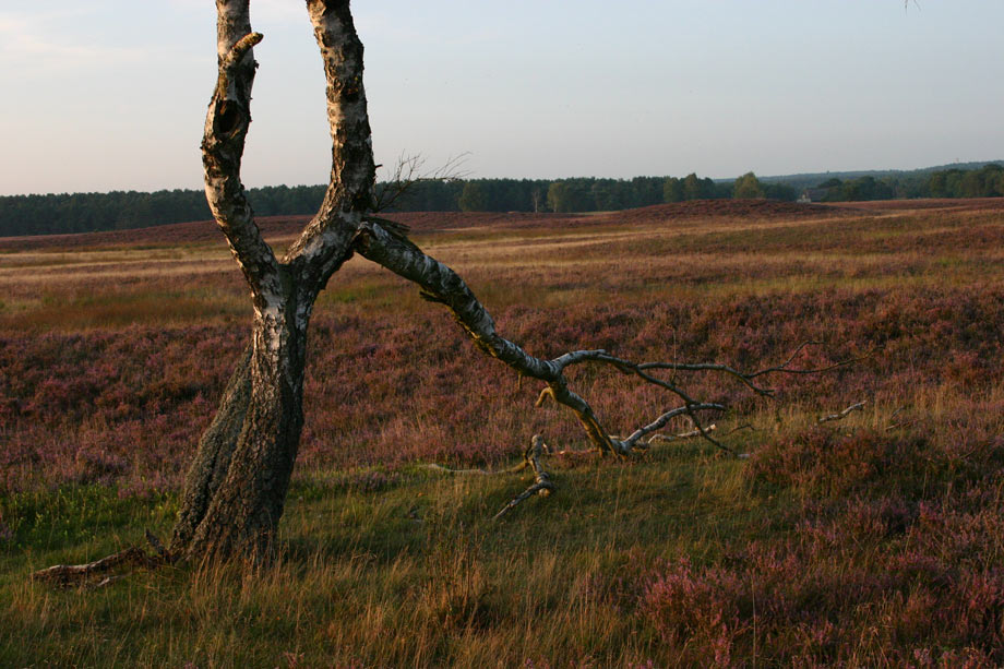 photo "I don't know the word for "HEIDE"" tags: nature, 