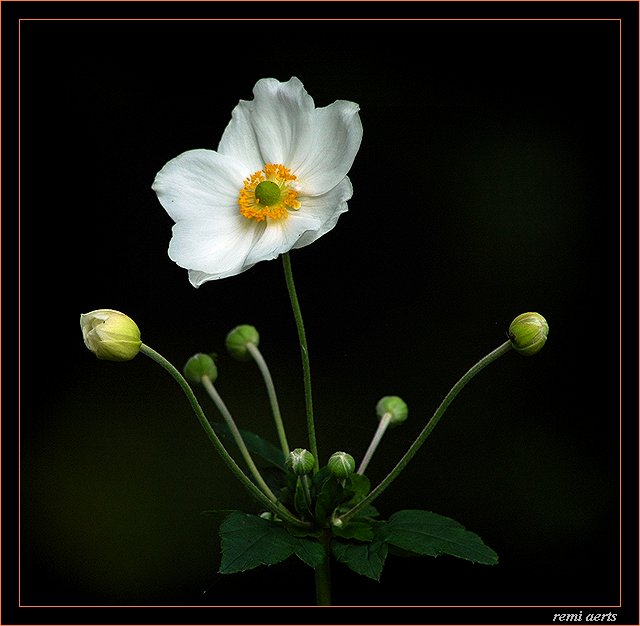 photo "little white flower" tags: nature, macro and close-up, flowers