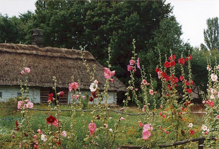photo "the Fresh Summer" tags: landscape, summer