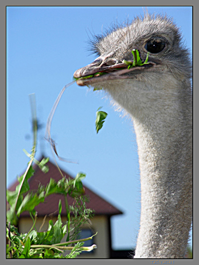 photo "Dandelions such tasty..." tags: nature, wild animals