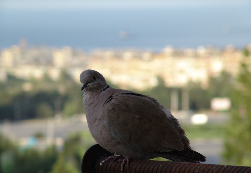 photo "what?" tags: nature, 