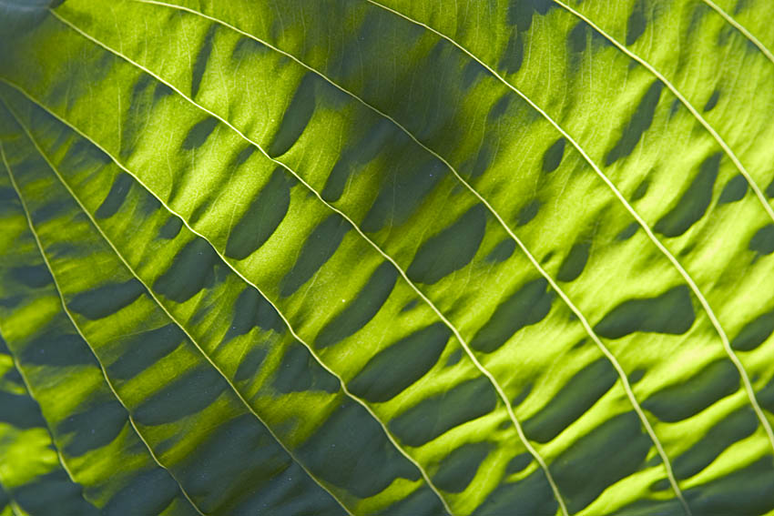 photo "Veins" tags: nature, macro and close-up, flowers