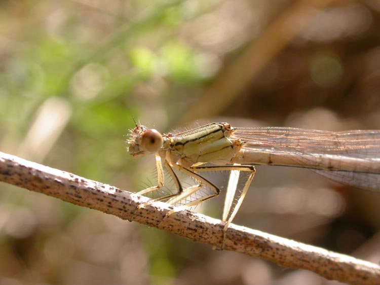 photo "Big eyes" tags: nature, macro and close-up, insect