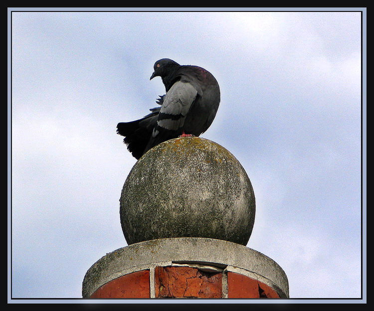 photo "The pigeon from the childhood barefoot..." tags: nature, pets/farm animals
