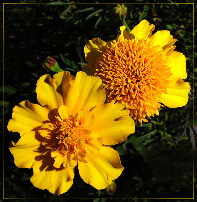photo "On a sunset." tags: nature, macro and close-up, flowers