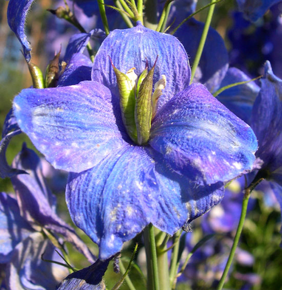 photo "Dying color #2" tags: nature, macro and close-up, flowers