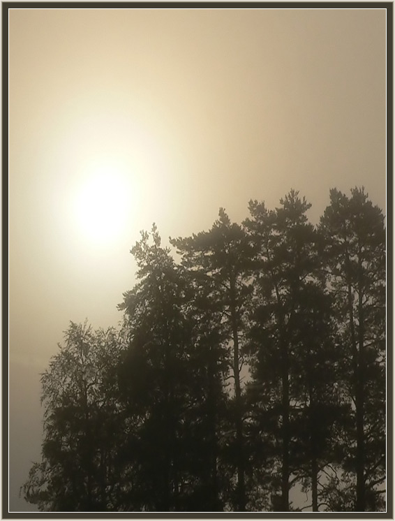photo "Foggy morning" tags: landscape, forest, sunset