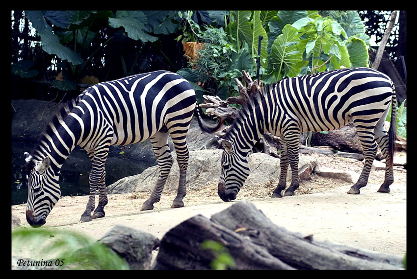 фото "Clones" метки: природа, дикие животные