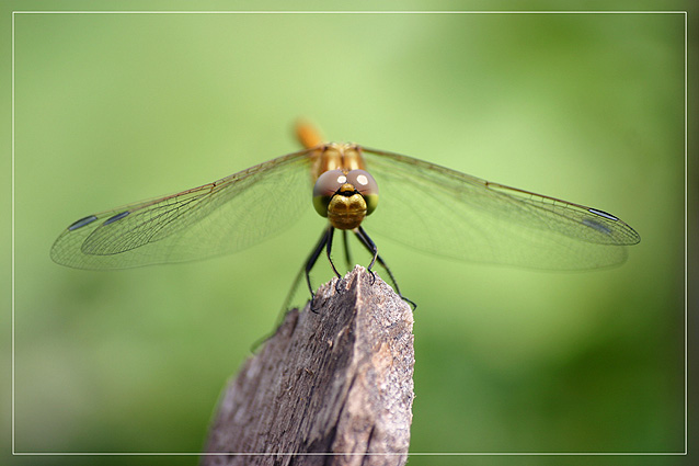 photo "Dragonfly" tags: nature, insect