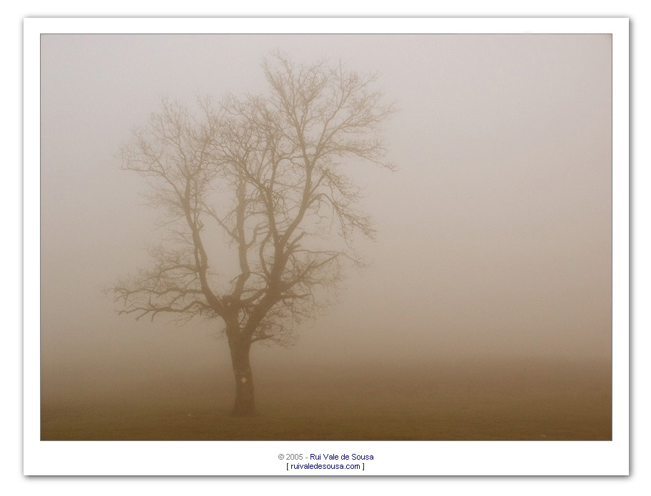 photo "fog (luquesio melo)" tags: misc., 