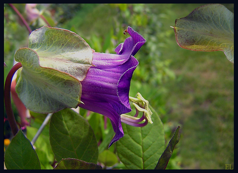 photo "Call to me, call :)))" tags: nature, macro and close-up, flowers