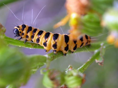 photo "Yellow caterpillar" tags: nature, macro and close-up, insect