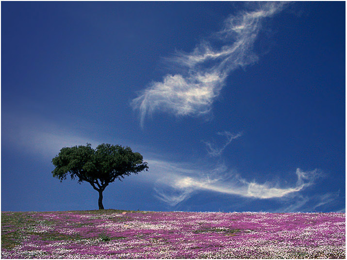 photo "Spring time" tags: landscape, nature, flowers, spring