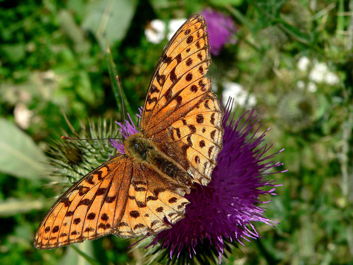 photo "Wide open" tags: misc., macro and close-up, 