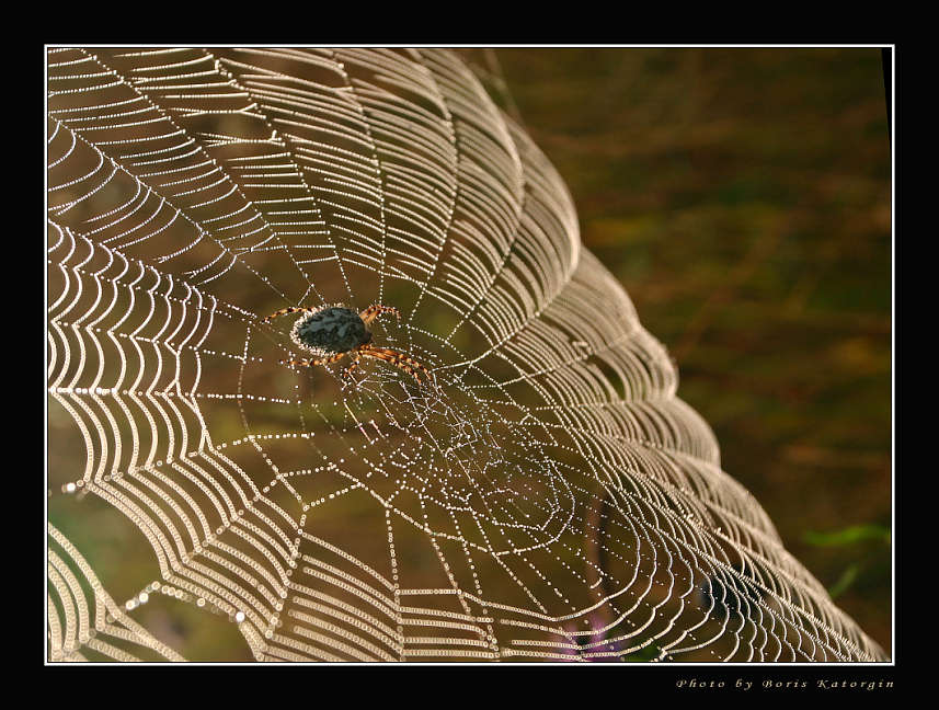 photo "Lacemaker" tags: macro and close-up, nature, insect