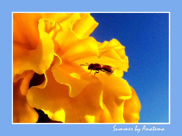 photo "summer" tags: macro and close-up, nature, 