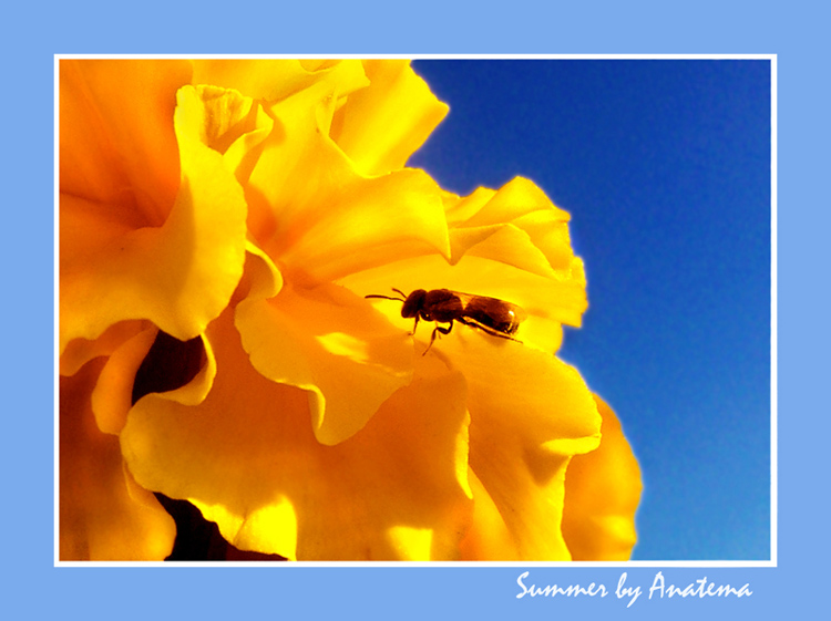 фото "summer" метки: макро и крупный план, природа, 