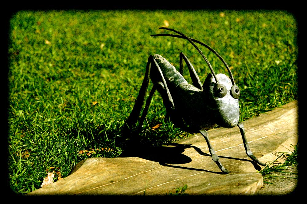фото "grasshopper" метки: жанр, разное, 