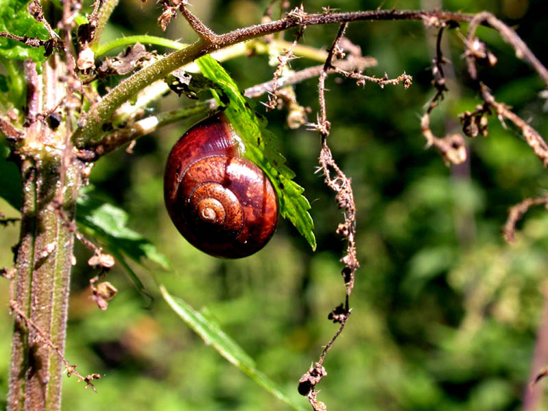 photo "Snail on a nettle" tags: nature, 