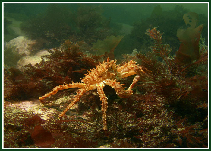 фото "Абориген Баренцева моря" метки: подводные, 
