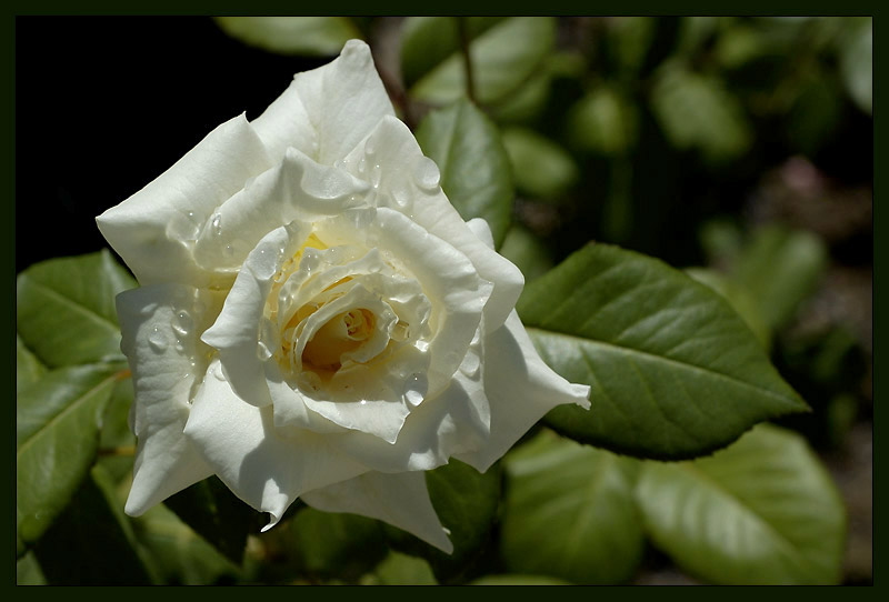 photo "morning freshness" tags: nature, flowers