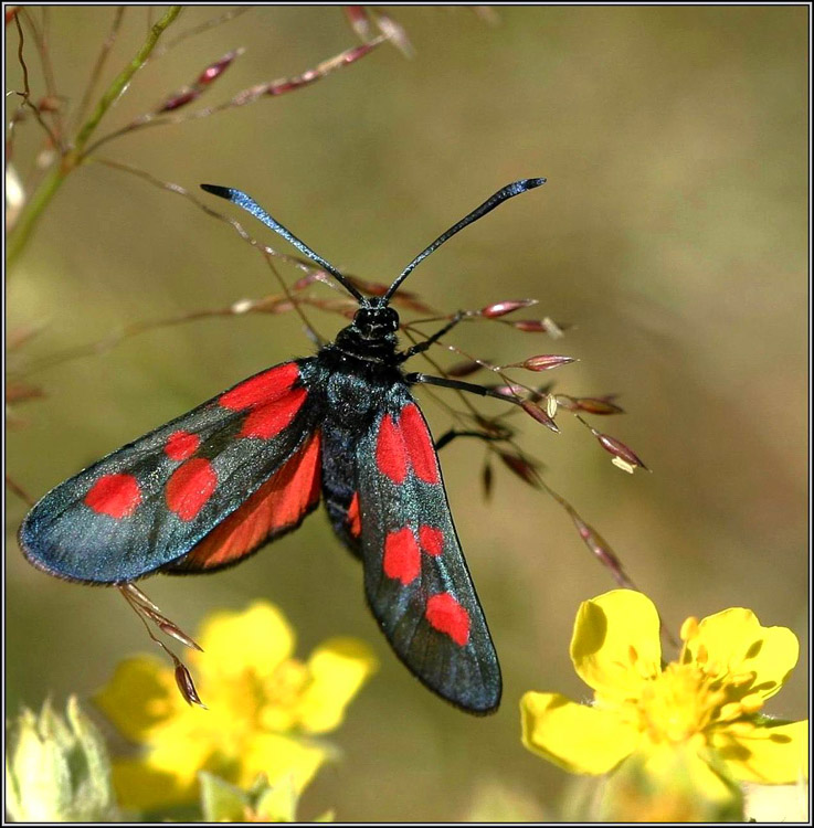 photo "Gipsy" tags: macro and close-up, nature, insect