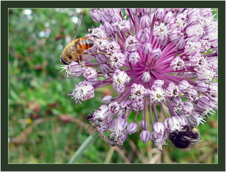 фото "Собрание" метки: природа, насекомое, цветы
