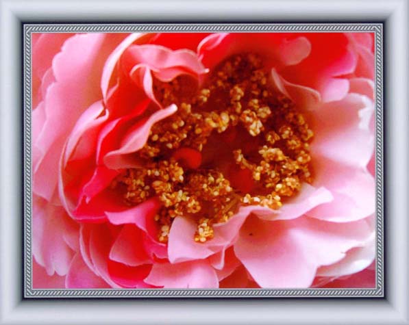 фото "Peony "Bowl of Beauty"" метки: макро и крупный план, природа, цветы