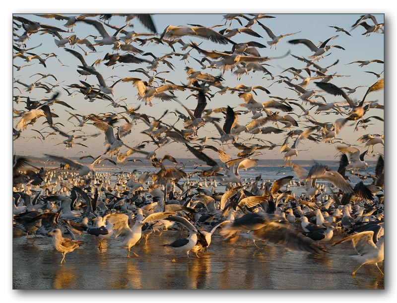 фото "Clear to Land..." метки: природа, пейзаж, вода, дикие животные