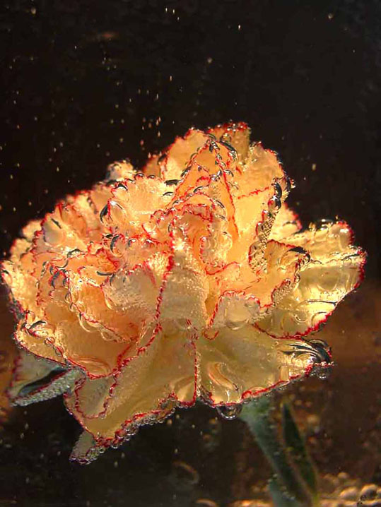 photo "Carnation in mineral water" tags: macro and close-up, 