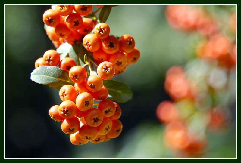 photo "coral clusters" tags: nature, flowers