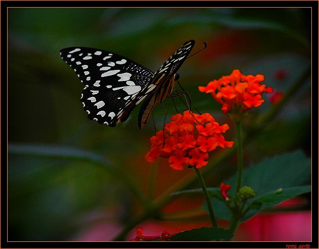 photo "butterfly" tags: nature, macro and close-up, insect