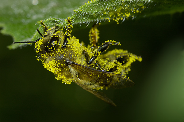 photo "bee" tags: nature, macro and close-up, insect