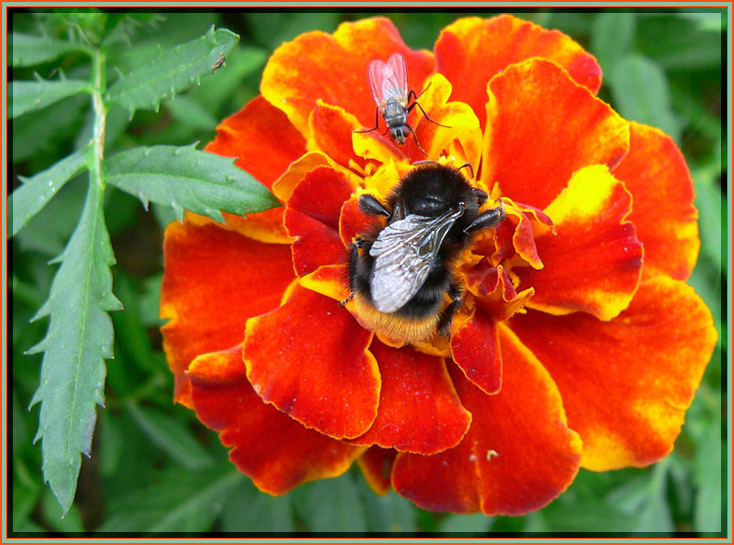 photo "Meeting" tags: nature, flowers, insect